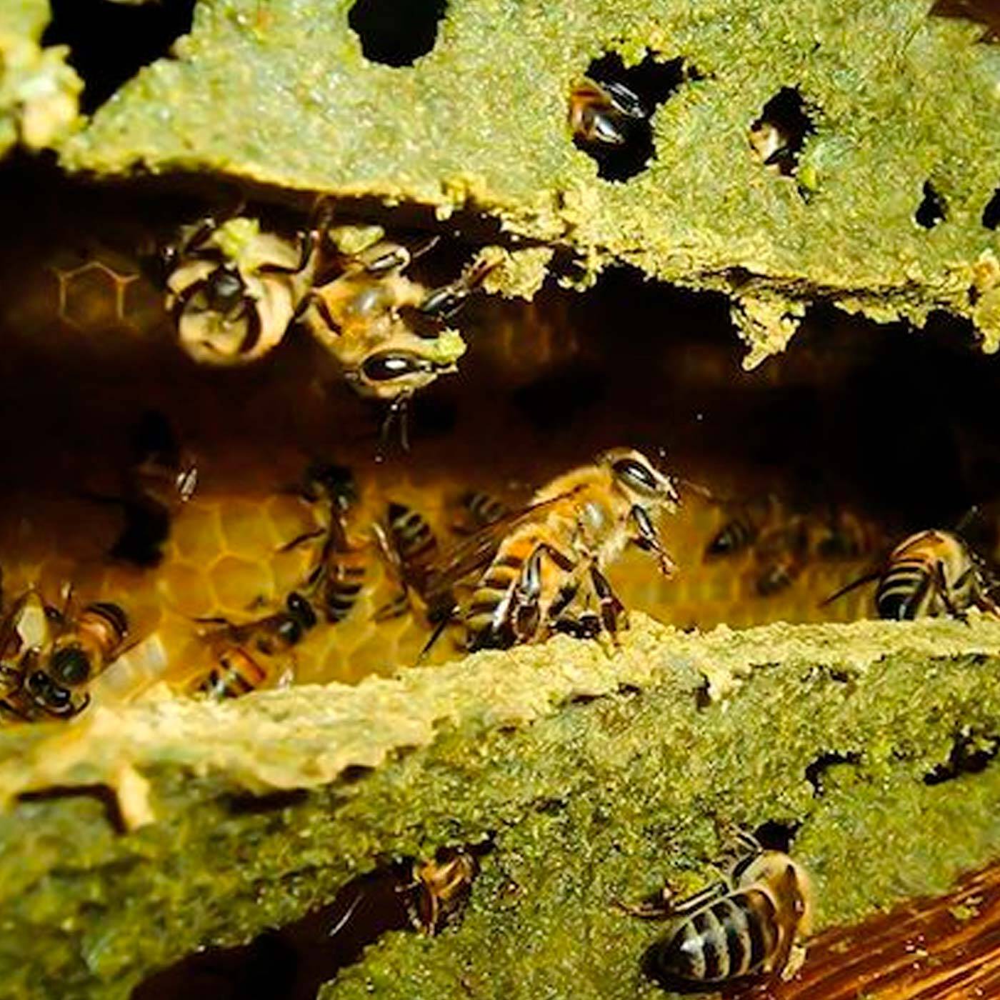 Você sabe os benefícios da Própolis Verde